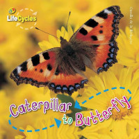 Image of Caterpillar to butterfly = daur hidup kupu-kupu